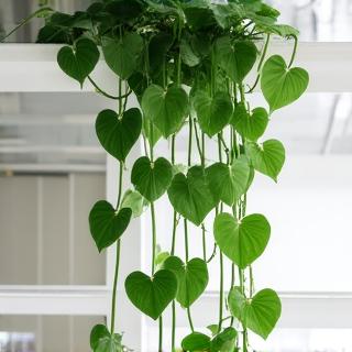 Pothos plant trailing beautifully from a high shelf